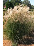 Міскантус китайський Балерина|Miscanthus sinensis `Ballerina`|Мискантус китайский Балерина